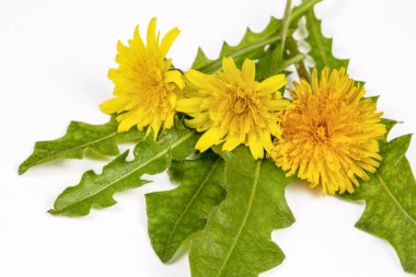 Beyaz arka plan üzerinde ortak dandelion (karahindiba officinale)