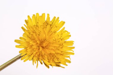 Beyaz arka plan üzerinde ortak dandelion (karahindiba officinale)