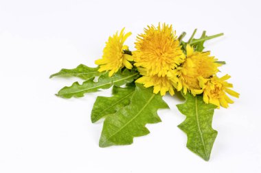 Beyaz arka plan üzerinde ortak dandelion (karahindiba officinale)