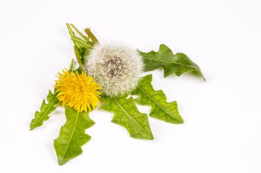 Beyaz arka plan üzerinde ortak dandelion (karahindiba officinale)