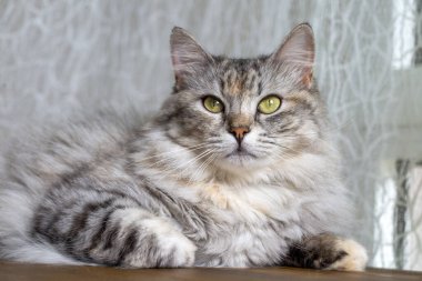 Longhaired tabby Norwegian forest cat.