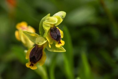 Vahşi orkide, ofrys lutea, İzmir - Türkiye