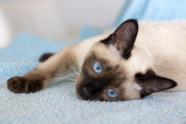 Cute kitten siamese cat indoor