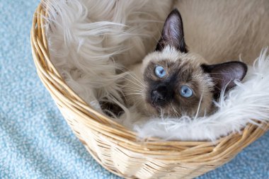 Cute kitten siamese cat indoor