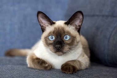 Cute kitten siamese cat indoor