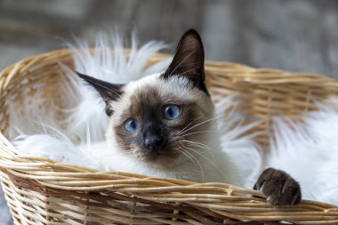 Cute kitten siamese cat indoor