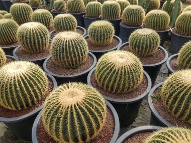 Kaktüs, 1750 civarında bilinen türe ve yaklaşık 127 cins Caryophyllales cinsine sahip Cactaceae bitki ailesinin bir üyesidir..