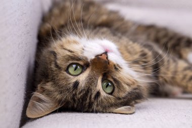 Longhaired tabby Norwegian forest cat.