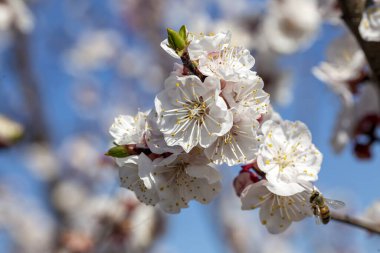 Yumuşak odaklı kayısı ağacı çiçekleri. Ağaç dalında bahar beyaz çiçekleri. Çiçek açmış kayısı ağacı. Bahar, mevsimler, kayısı ağacının beyaz çiçekleri yakın plan.