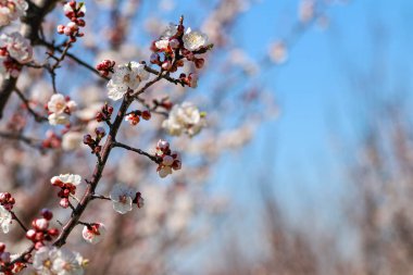 Yumuşak odaklı kayısı ağacı çiçekleri. Ağaç dalında bahar beyaz çiçekleri. Çiçek açmış kayısı ağacı. Bahar, mevsimler, kayısı ağacının beyaz çiçekleri yakın plan.