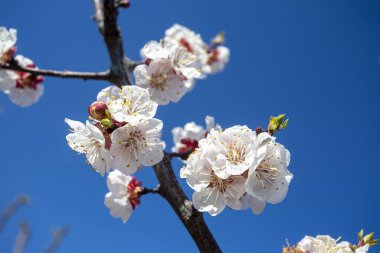 Yumuşak odaklı kayısı ağacı çiçekleri. Ağaç dalında bahar beyaz çiçekleri. Çiçek açmış kayısı ağacı. Bahar, mevsimler, kayısı ağacının beyaz çiçekleri yakın plan.
