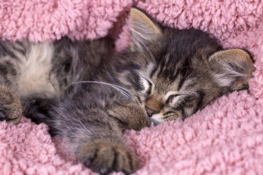 Uzun saçlı Norveç orman kedisi