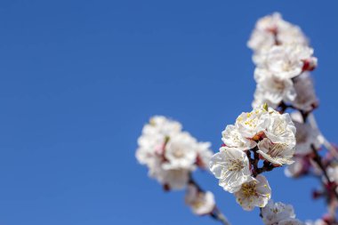 Yumuşak odaklı kayısı ağacı çiçekleri. Ağaç dalında bahar beyaz çiçekleri. Çiçek açmış kayısı ağacı. Bahar, mevsimler, kayısı ağacının beyaz çiçekleri yakın plan.