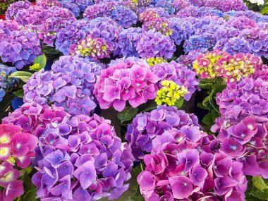 Hydrangea macrophylla flower in garden