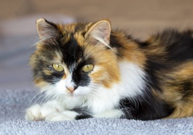 Uzun saçlı yavru kedi şirinmiş.