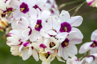 Sparaxis, White ixia, palyaço çiçeği, wandflower, corn nillies