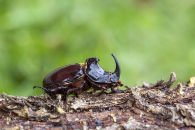 Avrupa gergedan böceği (Oryctes nasicornis)