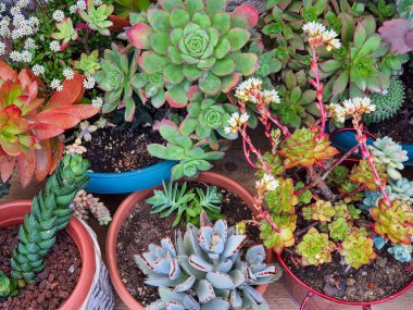 Lezzetli bitkilerin güzel çeşitleri