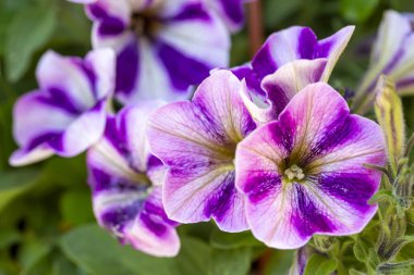 Petunya çiçekleri ilkbaharda açar.