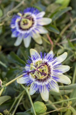 Passiflora 'yı kapatın. Tutku Çiçeği (Passiflora caerulea) yaprakları tropikal bahçede. Güzel tutku meyvesi çiçeği veya Passiflora (Passifloraceae)).