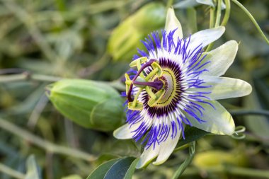 Passiflora 'yı kapatın. Tutku Çiçeği (Passiflora caerulea) yaprakları tropikal bahçede. Güzel tutku meyvesi çiçeği veya Passiflora (Passifloraceae)).
