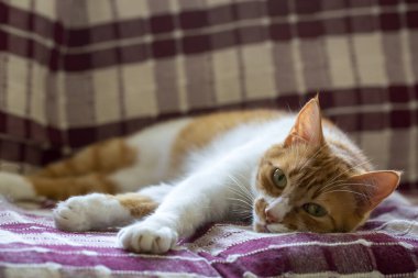 Pet animal; cute yellow cat