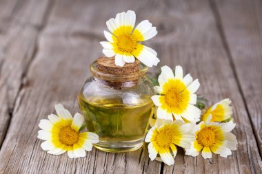 Cam şişedeki temel yağ taze papatya çiçekleri, güzellik tedavisi..