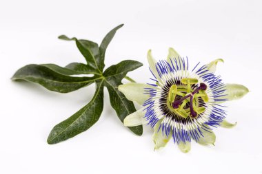 Beyaz arka planda Passiflora incarnata