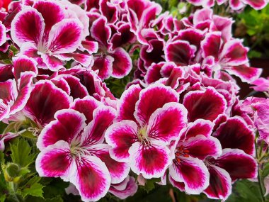 Blooming geranium flower varios colors