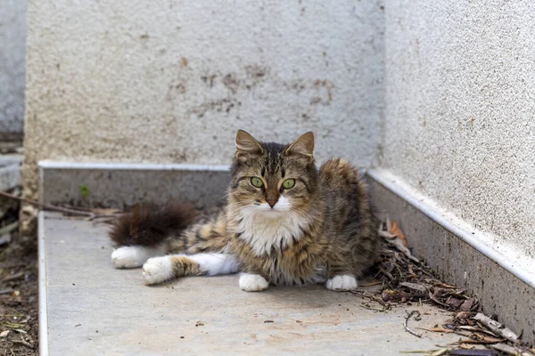 Longhaired tabby Norwegian forest cat.