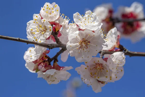 Apricot tree flowers with soft focus. Spring white flowers on a tree branch. Apricot tree in bloom. Spring, seasons, white flowers of apricot tree close-up.