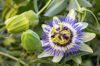 Beyaz arka planda Passiflora incarnata