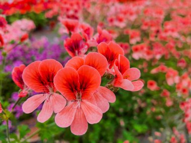 Blooming geranium flower varios colors