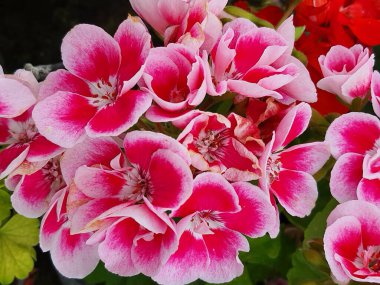 Blooming geranium flower varios colors