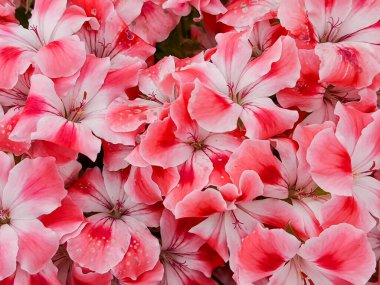 Blooming geranium flower varios colors