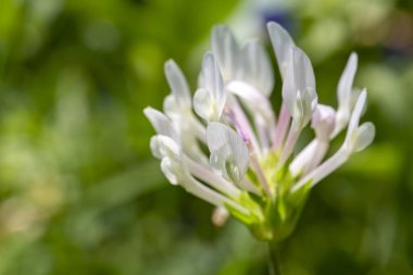 Çimlerin arasında bir çayırda çiçek açan yonca (Lat. Trifolium clypeatum)