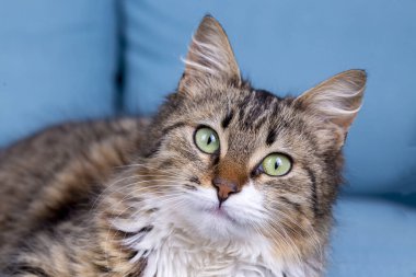 Longhair Norwegian forest cat