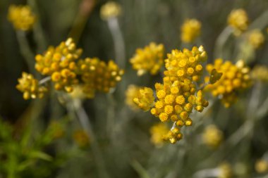 Helichrysum arenyumunu, immortel 'i, son güneşli sarı çiçekleri ve bulanık doğal arkaplanı yakından izleyin. Seçili odak. Doğanın güzelliği
