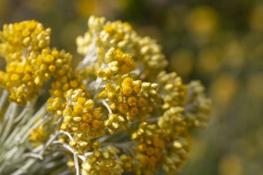 Helichrysum arenyumunu, immortel 'i, son güneşli sarı çiçekleri ve bulanık doğal arkaplanı yakından izleyin. Seçili odak. Doğanın güzelliği