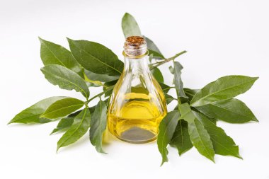 Beyaz arka planda taze yeşil Daphne yağı.