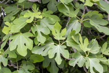 İncir ağacı, yeşil, taze yapraklar