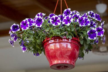 Petunia, Solanaceae familyasına ait bir bitki cinsidir..
