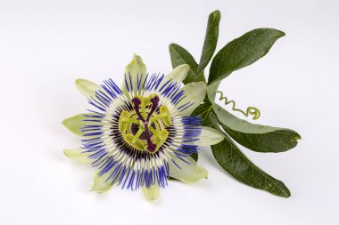 Beyaz arka planda Passiflora incarnata