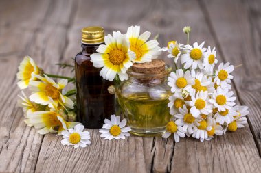 Cam şişedeki temel yağ taze papatya çiçekleri, güzellik tedavisi..