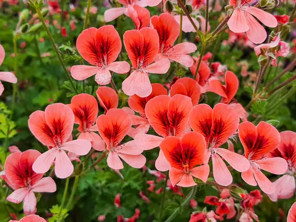 Blooming geranium flower varios colors