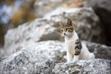 Efes Antik şehir ve kedi, İzmir / Türkiye