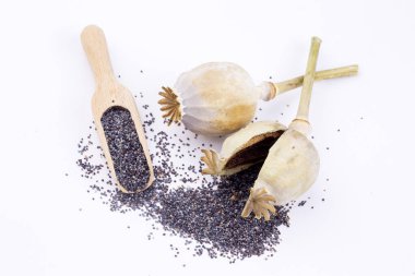 Olgun kuru haşhaş (Papaver sp.) tohum başı ve tohumlar izole edildi