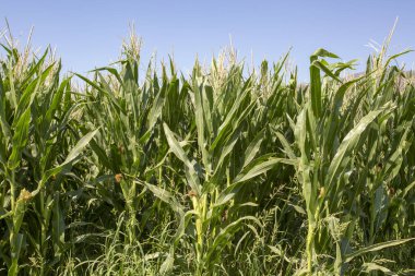 Taze organik mısır tarlası, İzmir / Türkiye
