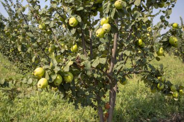 Organik taze ayva ağacı, İzmir / Türkiye