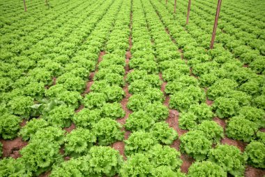 Tarlalarda yetişen kıvırcık salata bitkileri..